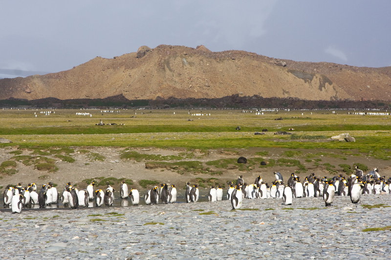 King Penguins And The Salisbury Plain